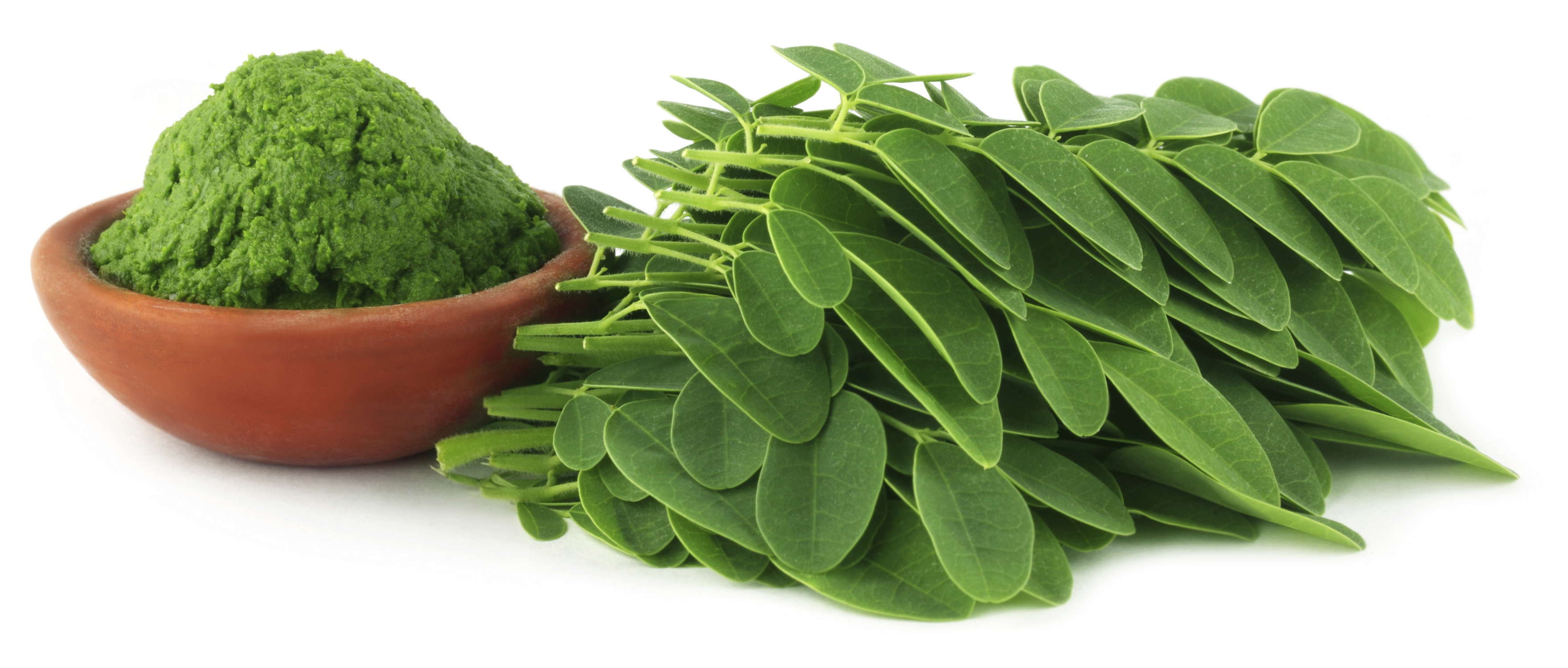 Organic Moringa Leaves Powder